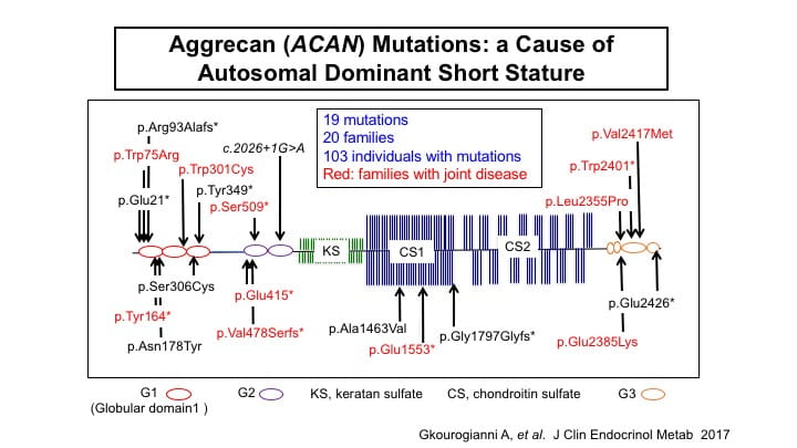 Aggrecan (ACAN) Mutations